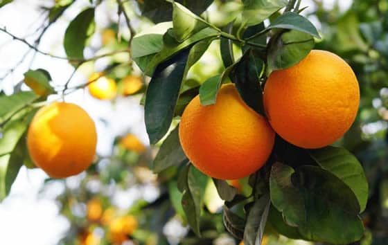 Cultivo de Cítricos en Andalucía | livevalledelcauca.com