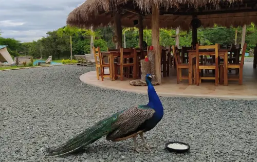 Restaurante La Granja, Ansermanuevo | livevalledelcauca.com
