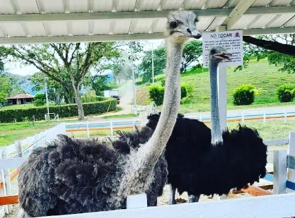 Restaurante La Granja, Ansermanuevo | livevalledelcauca.com