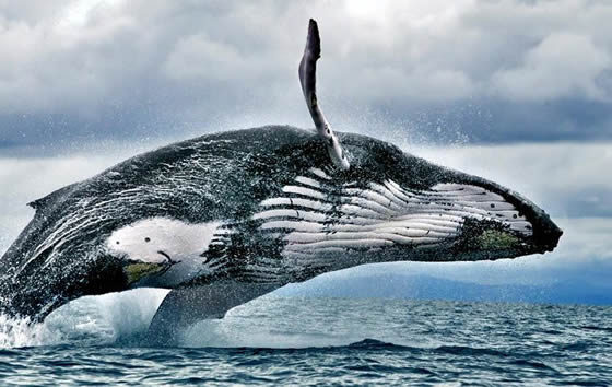 Avistamiento de Ballenas, Buenaventura | livevalledelcauca.com