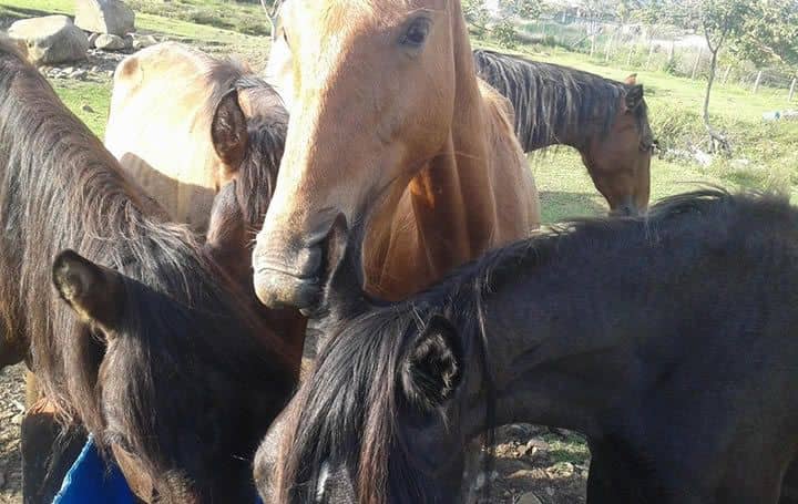 Paseo a Caballo en Santa Elena, El Cerrito | livevalledelcauca.com