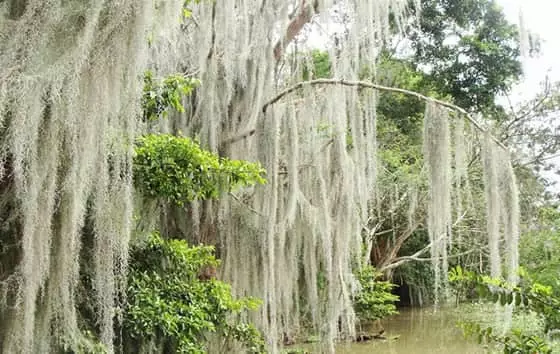 Laguna de Sonso, Guacarí | livevalledelcauca.com