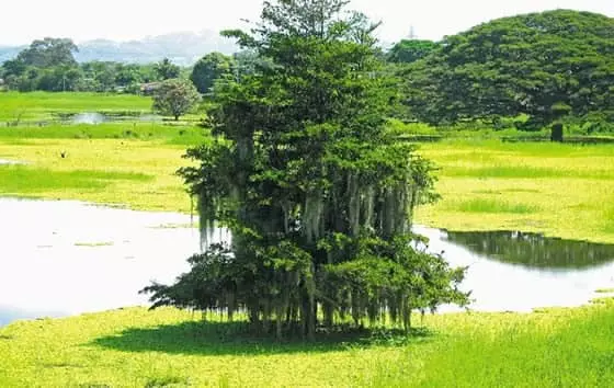 Laguna de Sonso, Guacarí | livevalledelcauca.com