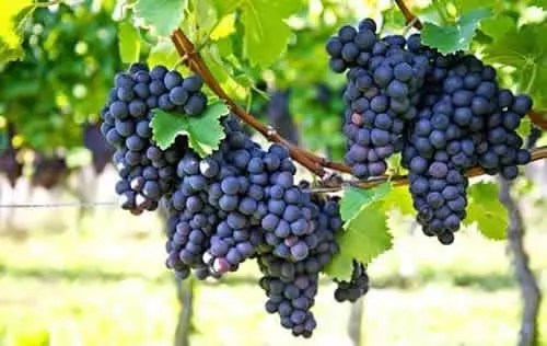 Cultivo de Uva en La Unión | livevalledelcauca.com