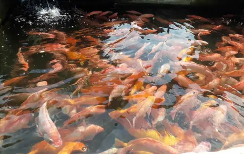 Pesca Deportiva Mi Lago, Rozo, Palmira | livevalledelcauca.com