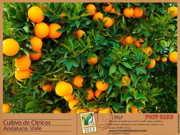 Cultivos de cítricos en Andalucía Valle