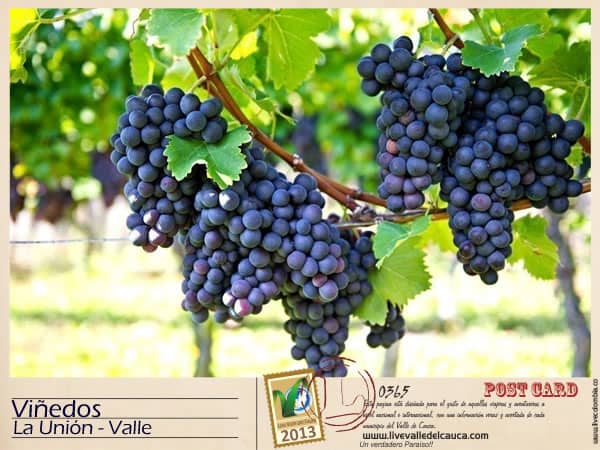 Viñedos en La Unión Valle