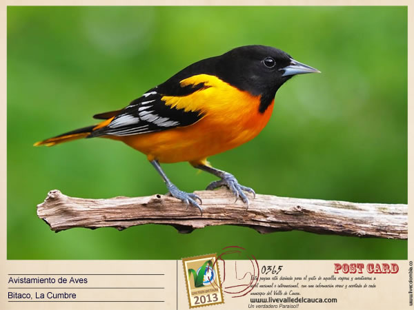 Avistamiento de Aves en La Cumbre Valle
