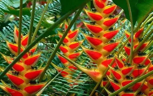 heliconias de Trujillo | livevalledelcauca.com