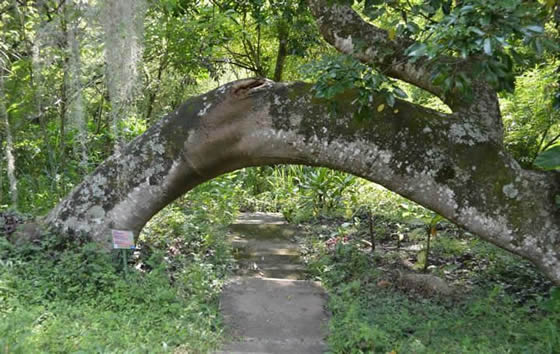 Jardín Botánico Juan María Céspedes, Tuluá | livevalledelcauca.com