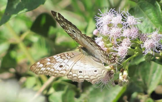 Jardín Botánico Juan María Céspedes, Tuluá | livevalledelcauca.com