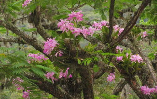 Jardín Botánico, Tuluá | livevalledelcauca.com
