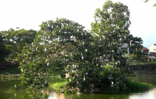 Lago Chillicotte, Palmira | livevalledelcauca.com