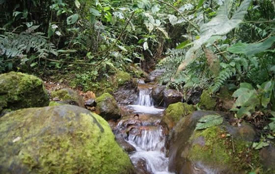 Reserva Nacional Forestal Bosque de Yotoco | livevalledelcauca.com