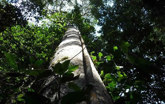 Reserva Nacional Forestal Bosque de Yotoco | livevalledelcauca.com
