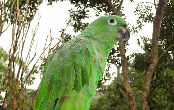 Reserva Nacional Forestal Bosque de Yotoco | livevalledelcauca.com